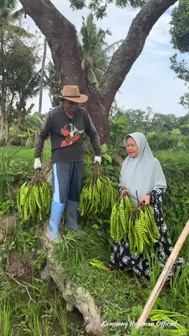 Memetik Pete Melimpah di Kebun | Masak Tumis Pete, Kari Kentang Pete, Ayam Pete Kemangi, Mendoan Pete, dan Sambal Pete | Kampung Halaman