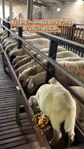 🚀 Saatnya uangmu bekerja lebih cerdas! Bersama MITRA TERNAK OFFICIAL, kamu bisa ikut serta dalam program kemitraan domba 🐑 dengan titip modal mulai dari Rp3.000.000. 📈 Potensi keuntungan bersih mitra hingga Rp8.850.000 💼 ✅ Aman & transparan ✅ Dikelola secara profesional ✅ Cocok untuk pemula maupun yang sudah berpengalaman 💡 Yuk mulai sekarang, karena kesempatan baik tidak datang dua kali! 📩 DM untuk info lengkap ✨ #bisnis #bisnismillenial #bisnisanakmuda #bisnismudah  #cuan #cuantanpabatas #cuantiktok #kerjakeras #kerjakeras #kerjacerdas #kerjaonline #inspirasi #inspirasiusaha #bisnissukses #foryoupage #for #fyppppppppppppppppppppppp #fypシ #fypage #zbyzca