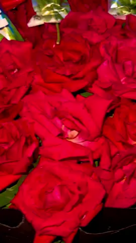 03087751606 place your order on WhatsApp/Same day delivery available all over Lahore  #eshafloral #flowershoplahore #lahore #gajraylover #flowerdeliverylahore #100kviews #plzzunfreezemyaccoun😭🙏 #growmyaccount #plzzdontunderviewmyvideo #foryoupage #plzzviralvido #plzzz_saport_me #onlinedelivery #1millionviews🔥foryoupage💯💯👑🚩 #bouqet #foryou #100kfollowers #giftideas #gifts 