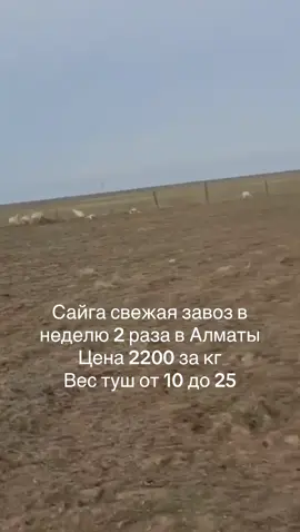 ##сайгак ###туша ######мясо ##алматы 