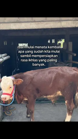 ☺️🙏🏽 #simetalsuper #peternakmuda #peternaksapiindonesia #sapijumbo #fyp @iyan⚡️ 