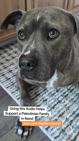 #dog #dogsoftiktok #carrot #dogs #pet 