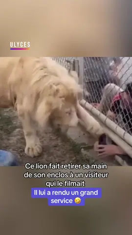 Crédit : images amateur // Ce lion fait retirer sa main de son enclos à un visiteur qui le filmait. Il lui a rendu un grand service 🤣