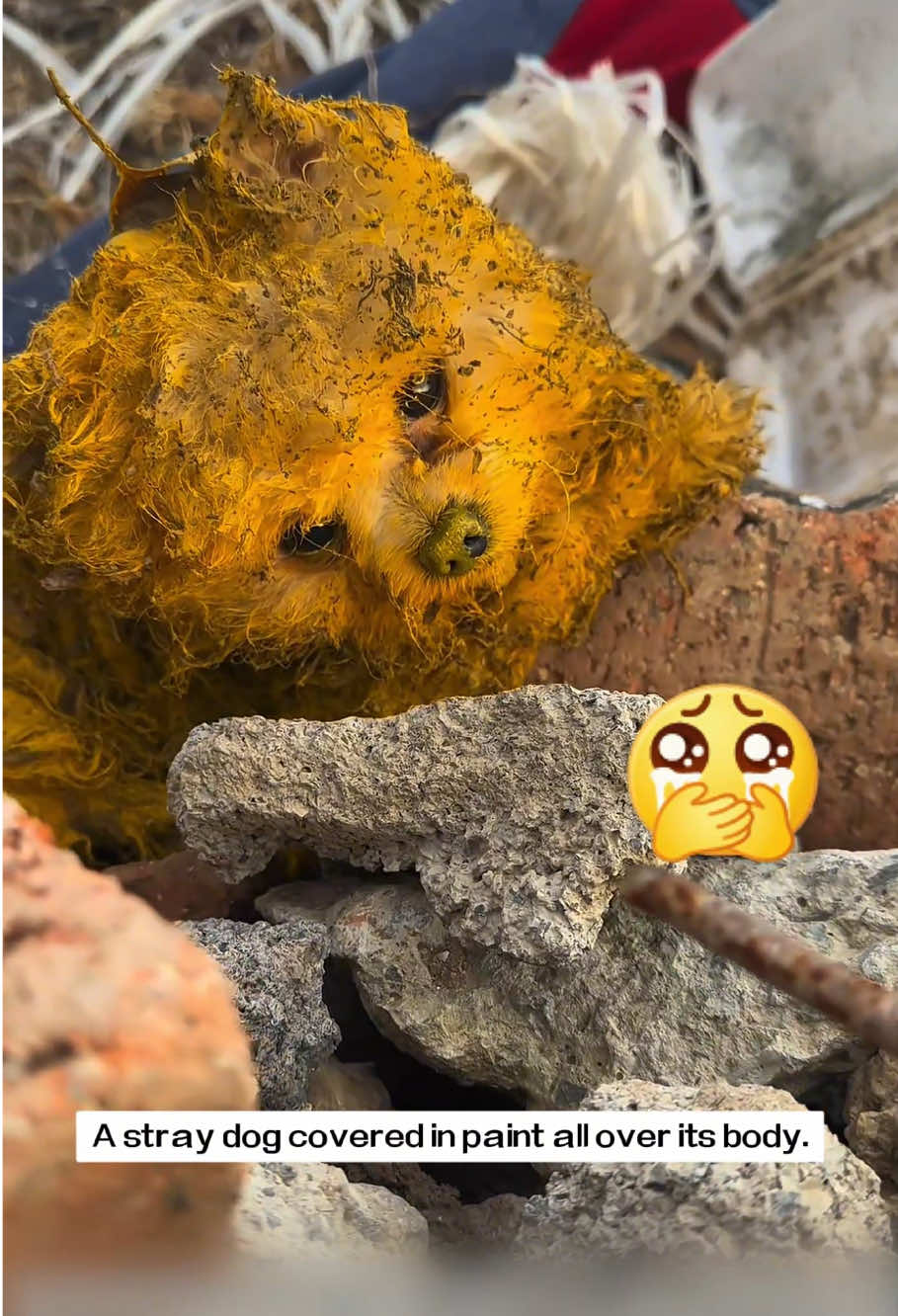 A stray dog covered in paint all over its body.It’s so pitiful, and I’ve decided to take it with me,and then…#rescue #animals #dog 