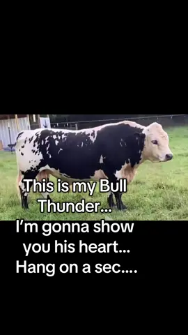 Wanna see my Bulls Heart… this is Captain Thunderpants aka Thunder ♥️ #fyp #foryou #farmlife #Bull #Farm