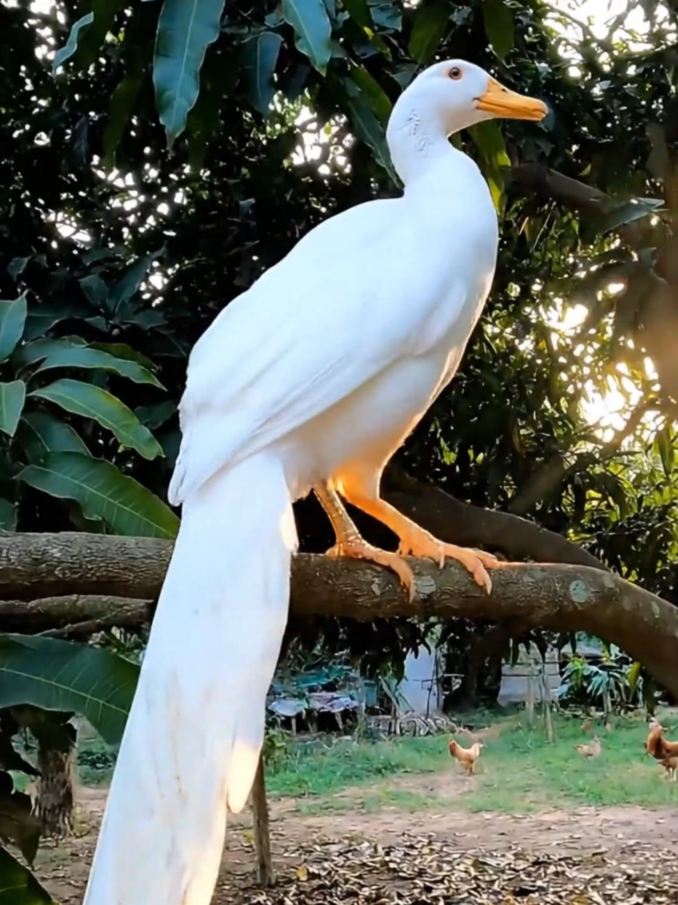con vịt này hơi lạ #viral #doclabinhduong #ongcooi #congai 