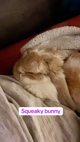 Happy bunny squeaking, honking, and snoring like a little trumpet 🐰🎺💕 #rabbit #bunny #pet #cute #animals 