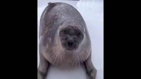 Sorby haven't posted in a while. #seal #sealtok #xyzbca #dontletthisflop 