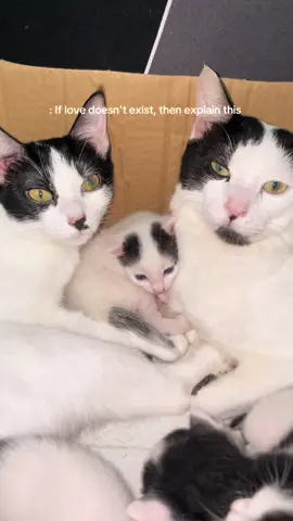 🫶🏻🫶🏻🫶🏻 #catsoftiktok 