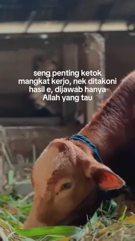 hasil hanyalah angka🤣😅#tukangngarit #bosmuda #kuli #sobatngaret #sobatngaritnusantara #fypシ゚ #perternakmuda #peternakmudagrobogan #CapCut #peternaksapiindonesia🇲🇨 #tukangngaretindonesia #peternakmilenial #pedetsuper #sapilimosinsuper 
