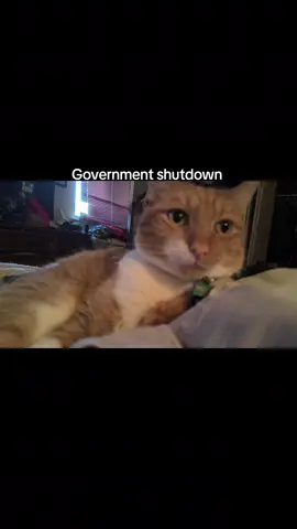 #orangecatsoftiktok #PetsOfTikTok #catsoftiktok #oskar #govermentshutdown 
