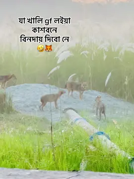 gf লইয়া কাশবনে যাও পিক তুলতা  যাও খালি  ছেদরাইয়া দিবো 🤣🐕🦊#tiktok #viral #unfrezzmyaccount #ppppppppppppppppppppppp #2millionviews 