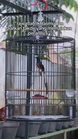 ACC #muraibatumedan #muraibatumania #muraibatu #muraibatu #muraibatuindonesia 