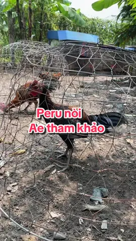 Ae tham khảo em này nha#tienminifram #xuhuong #ga #gada #gaperu 