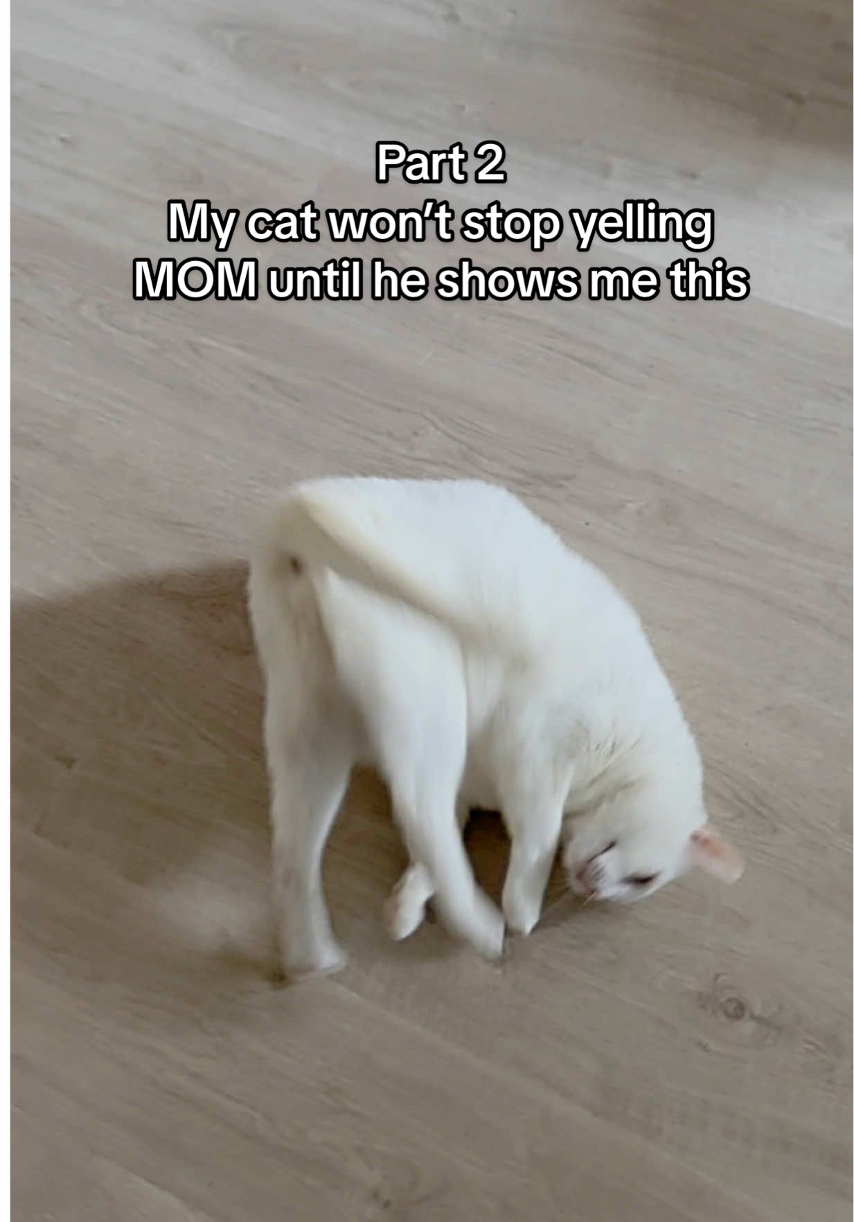 Proof that this is a never-ending cycle 😂 different clip from the same scream-flip-repeat saga yesterday (yes he got his pets and seaweed tax after lol)   #cattok #catsoftiktok #funnycat 