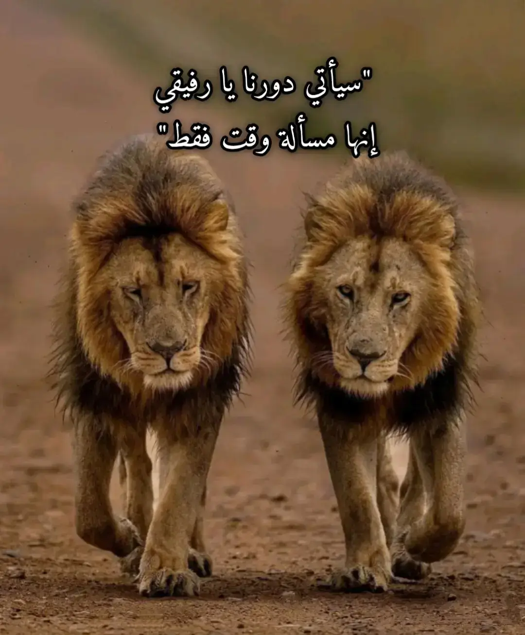 #creatorsearchinsights #رفيقي_الغالي #حفظك_الله_ورعاك #تحياتي_لجميع_المشاهدين_والمتابعين #سلام @✈️البلجيكى المتـمـرد🇱🇾✈️ @✊ عيسى البليجيك⭐R..S..F🦅717 @الشاعر مستور ود العمده الدروكي @ابراهيم علي بابوي @مستشار☆الشاعر♤مستور✦ودالعمده♠ 