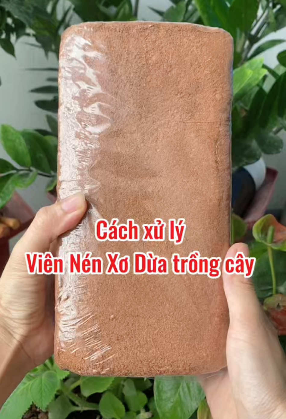 Cách xử lý và trồng cây bằng viên nén xơ dừa, giữ ẩm tốt, giúp đất trồng tơi xốp hơn …  @thuhaiphong  @thuhaiphong  #thuhaiphong #trongcay #viennenxodua #xoduatrongcay #hatgiong 