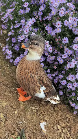Duck Says: Shut Up!