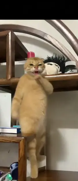 #cat 