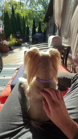 Morning love 💕 morning cuddles, morning massage. Love my fur baby ❤️♥️#cutedog #TrueLove #happiness #goodmorning #dogarethebestfriends 