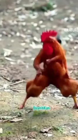 Kungfu Ayam