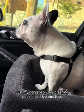 My dog’s patience only lasts for 0.2 seconds 🐾🤣🤣#tiktok #foryou #fyp #dog #funnydog 