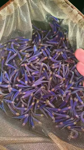 zebra purple #fish #ikanhias #ikan #ikanhiasjakarta #budidayaikanhias 