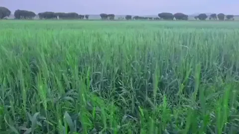 Qamadiga Tuliguled