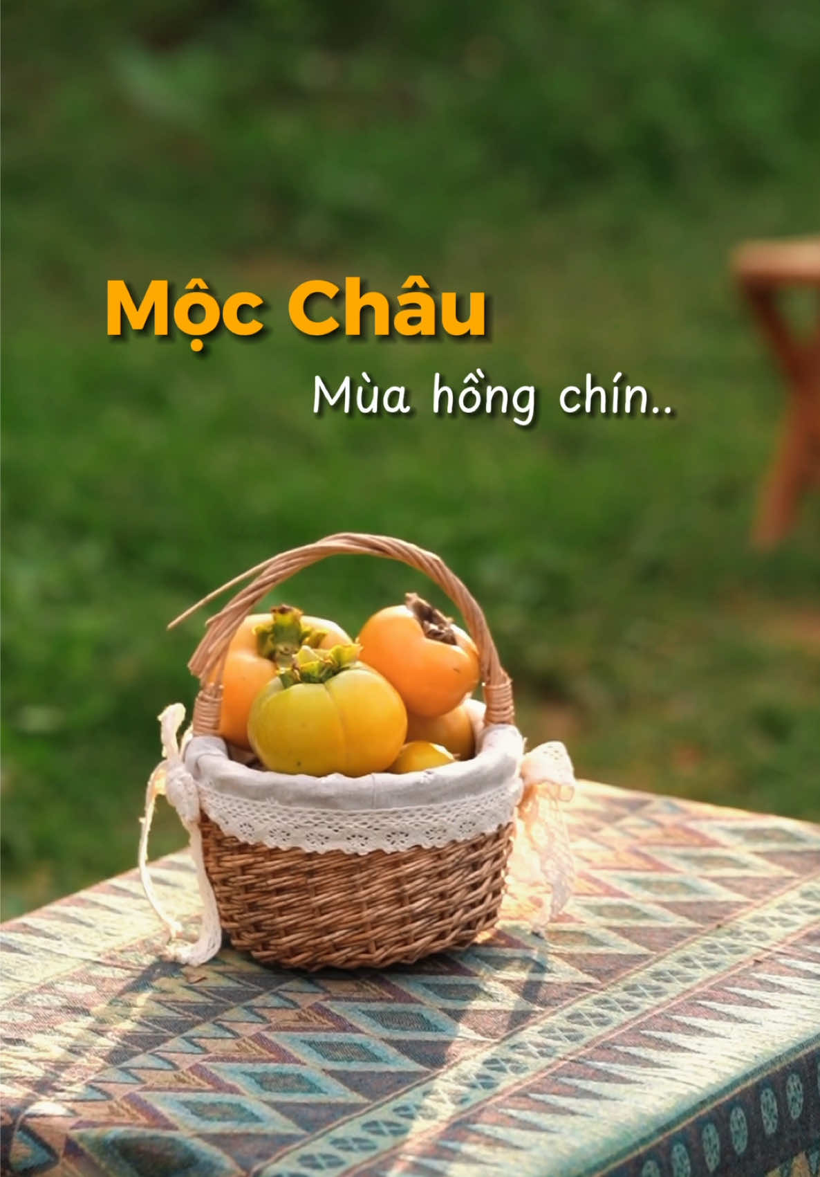 Mộc Châu mùa hồng chín, một địa điểm không nên bỏ lõ khi tới Mộc Châu mùa này.. #kienmocchau #langthangmocchau #reviewmocchau #vuonhongmocchau #vuonhong 