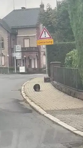 🚗🐾 In Hardheim sorgte ein flanierender Biber für Aufsehen: Mitten am Tag überquerte das Tier die B27 und wurde zum amüsanten Social-Media-Star. Bürgermeister Stefan Grimm kommentierte das ungewöhnliche Verhalten des Nagers in der Gemeinderatssitzung mit einem Augenzwinkern, aber auch einer Warnung. (Video: Gärtner) #FränkischeNachrichten #Hardheim #Biber