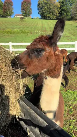 Pepper getting dibs on the hay  #easttennessee #alpacafarm #animalsoftiktok #farmlife #agritourism 