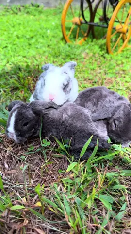 Who needs tv when you have baby bunnies ! #miniplushlop #nature #animals #cute #bunnies