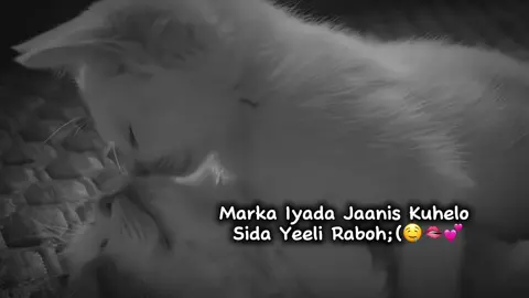 🥺💋#cat #kiss #fyp #viral #fypageシ 