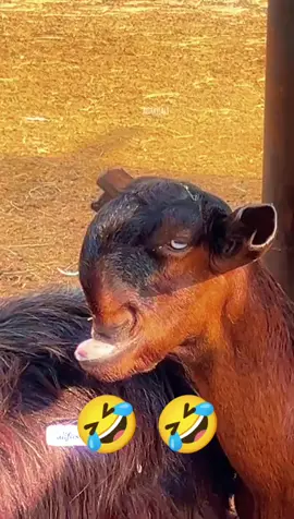 Bagian13 ]•:🐐Aku berhasil membuat org lain bingung #for #videolucuviral #fyp≥ #anjinglucu