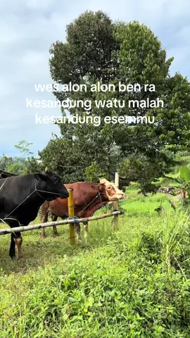 #fyp #sapi 