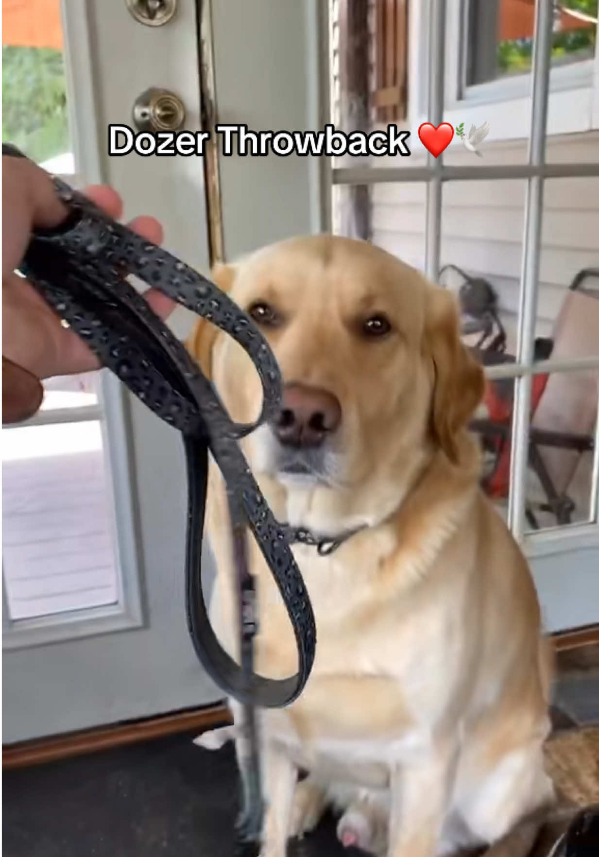 Love you Dozer ❤️🕊️ #puddinanddozer #joshpuddinanddozer #dozer #RipDozer 