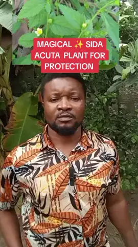 wonderful work of Sida Acuta,for protection  #foryoupage❤️❤️ #fyp #fypppppppppppppppppppppp #nature 