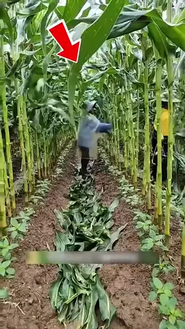 #fyp
