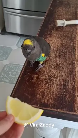 Bird #bird #birdsoftiktok #peacock #parakeet #fyp 