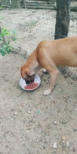Friquitey está mejorando poco a poco 🙏🐕‍🦺
 #tiktoklive #livehighlights #dogs #dogs
