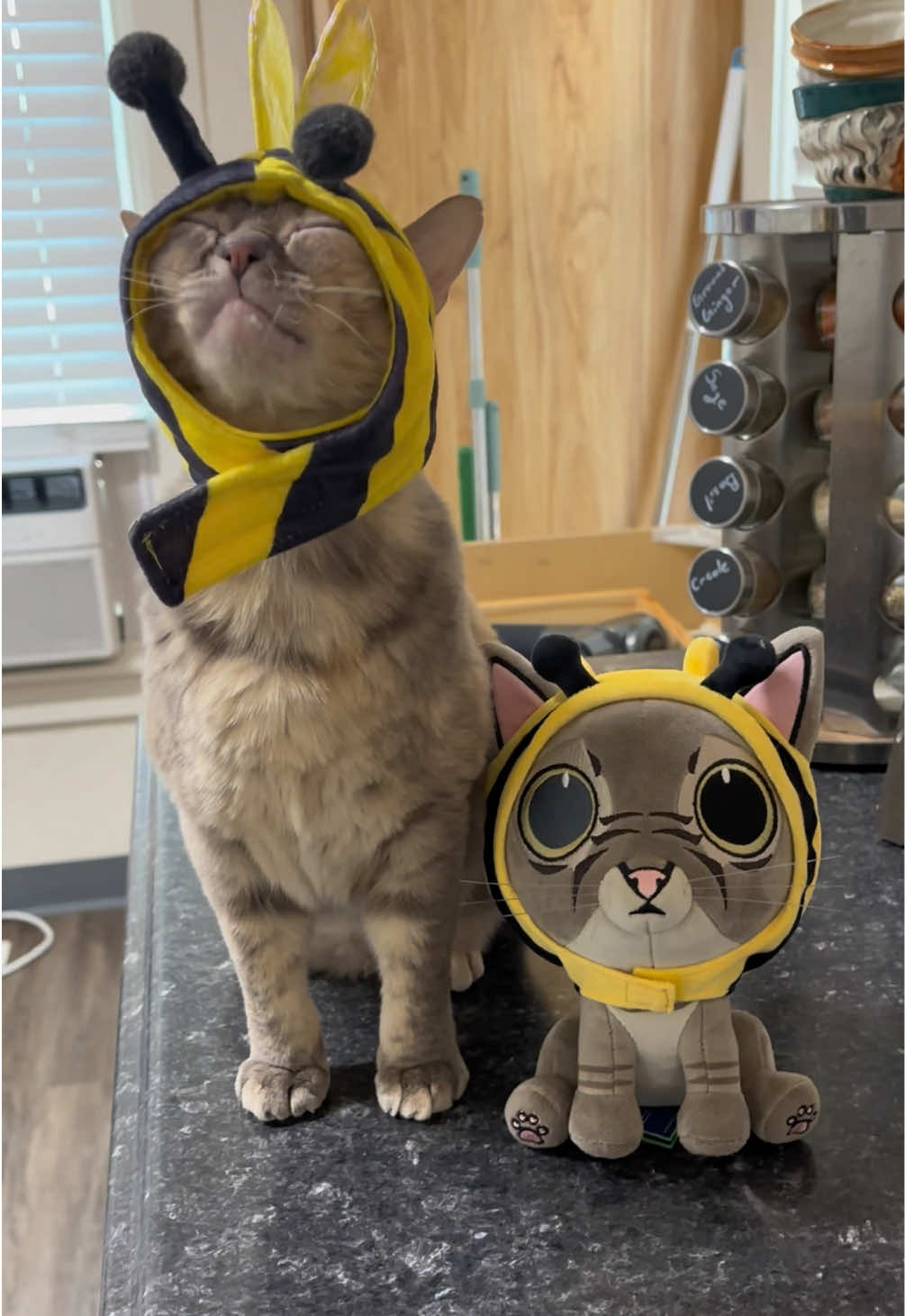 Gumble Bee plushies are here!! They are available in the link in my bio 🥰 #cat #cutecat #rescuecat #tiktokcats #funnycat 