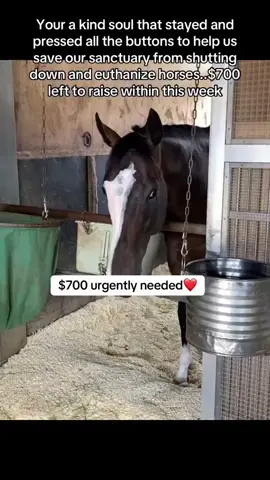 Your a kind soul that stayed and pressed all the buttons to help us save our sanctuary from shutting down and euthanize horses..$700 left to raise within this week#fyp #viral #goviral #horses #london