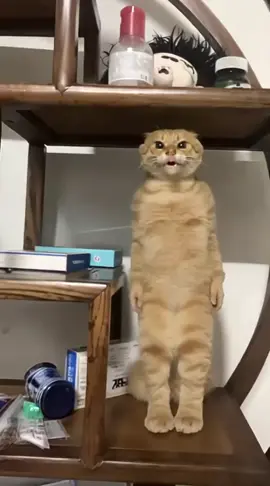 #cat #dance #CapCut #tiktok #douyin 