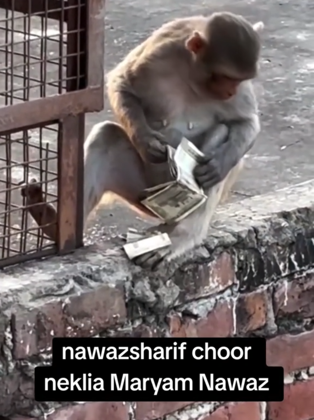 #muslmleaguenoon #patwari #nawazsharif #shabzshreef #maryamnawaz   
