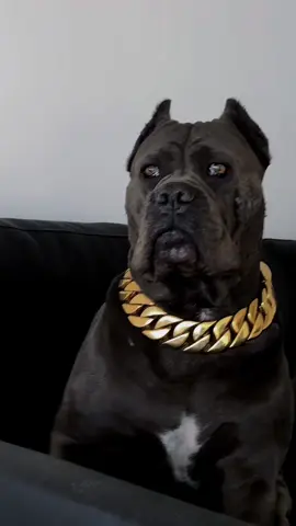 #dogsoftiktok #canecorso #foryou #canecorsoitaliano #ermincosic 