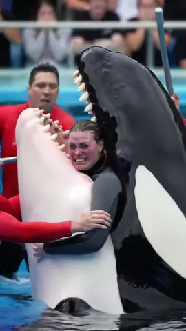 #orcashark #jessica #orcakilljessica #dolphins #trendingvideo #viralvideos 