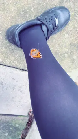 butterfly which wouldn’t get off my leg, i got it out of a web in my stairway and brought it to the back garden but it went on my leg and stayed there for a while 