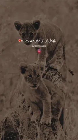 Apna Dil Mai Itna Nafrata Maat Rakho!♥️🙌🏻 #fyp #tiktok #viralvideos #foryou #foryoupageofficiall 