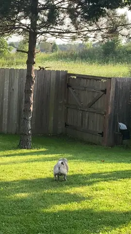 Russell’s whooping somebody’s ass 😂😂😂😂#pugtiktok #dogtiktok #funny #fyp 