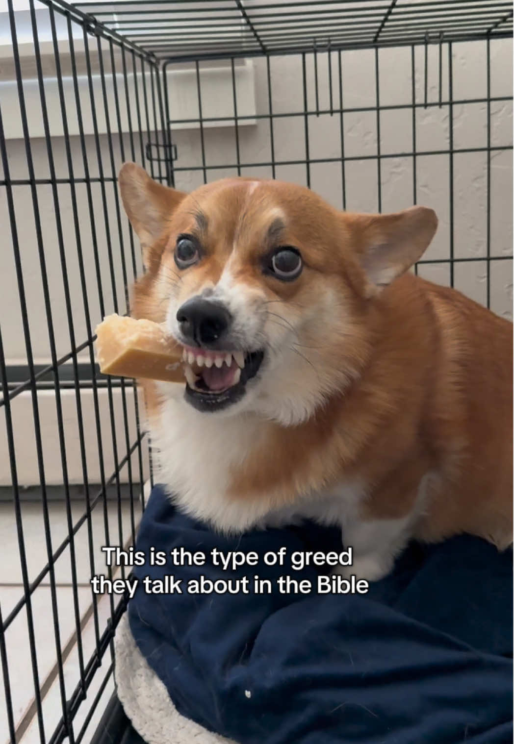 It’s the way he’s still licking the Parmigiano while growling at me #corgi #corgisoftiktok #corgis #corgination #corgilife